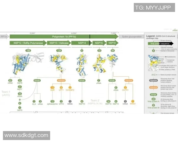 成都篮球队灵活性分析及其对比研究揭示战术优势与发展潜力
